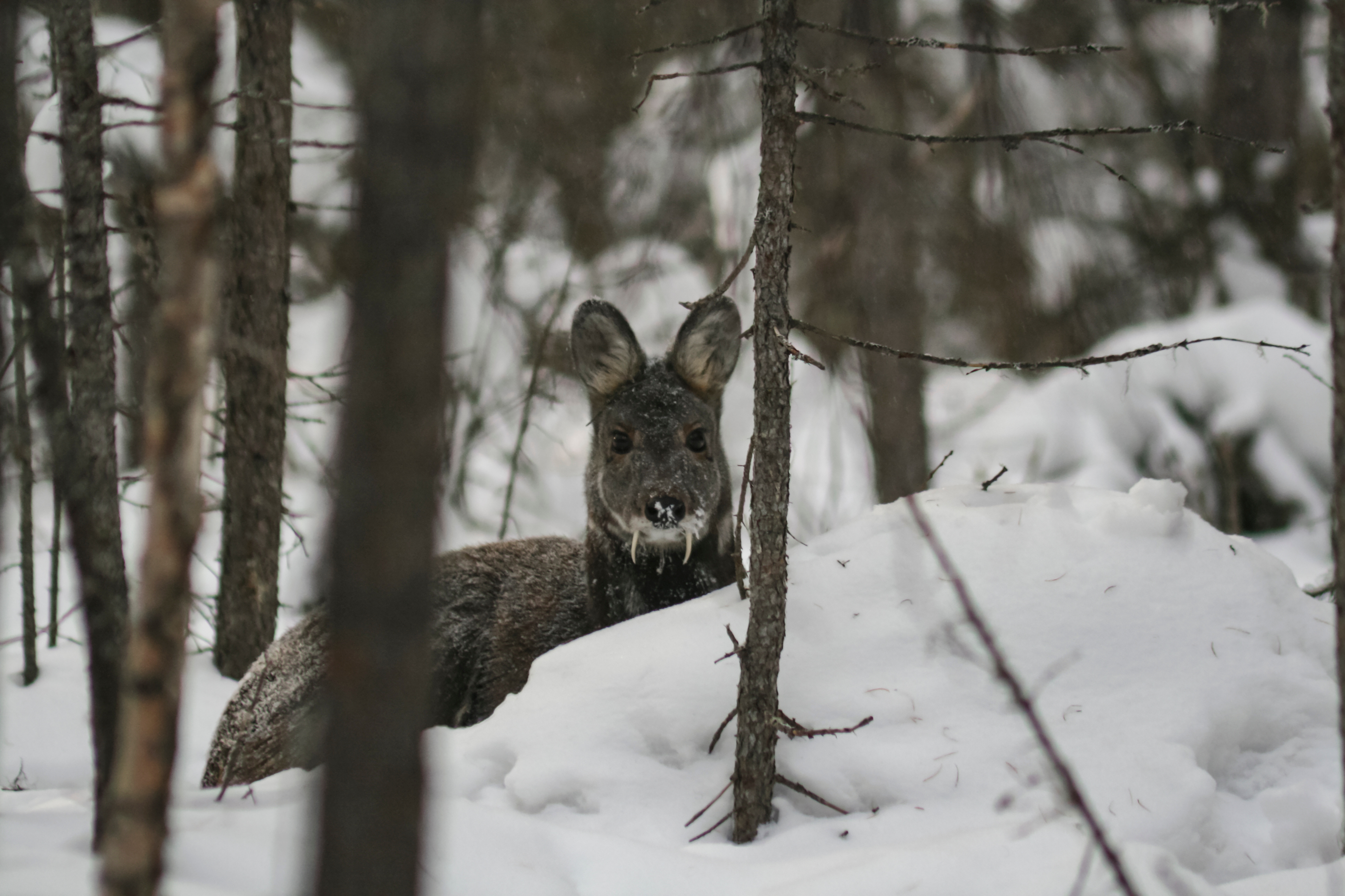 Deer Musk : L’Essence Sublime de la Parfumerie de Luxe