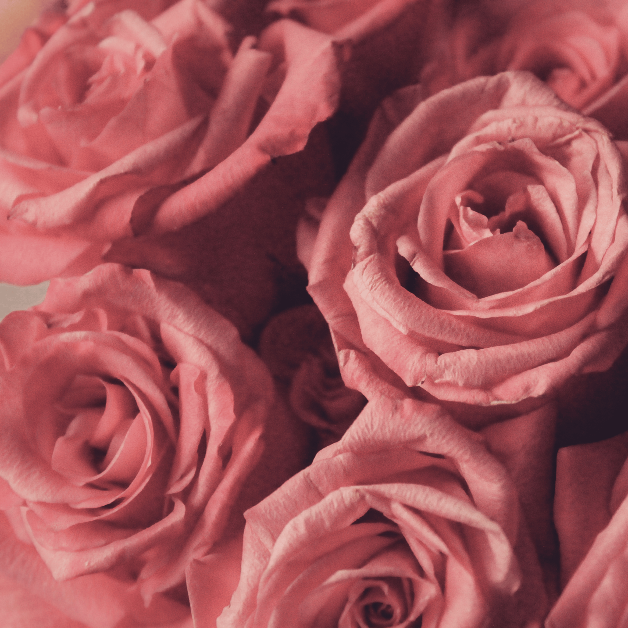 L'Huile de Rose Bulgare : L'Essence de la Pureté et de L'Élégance