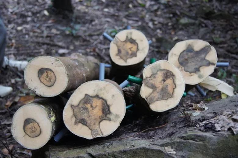 Bois d’agar et résine au cœur du bois