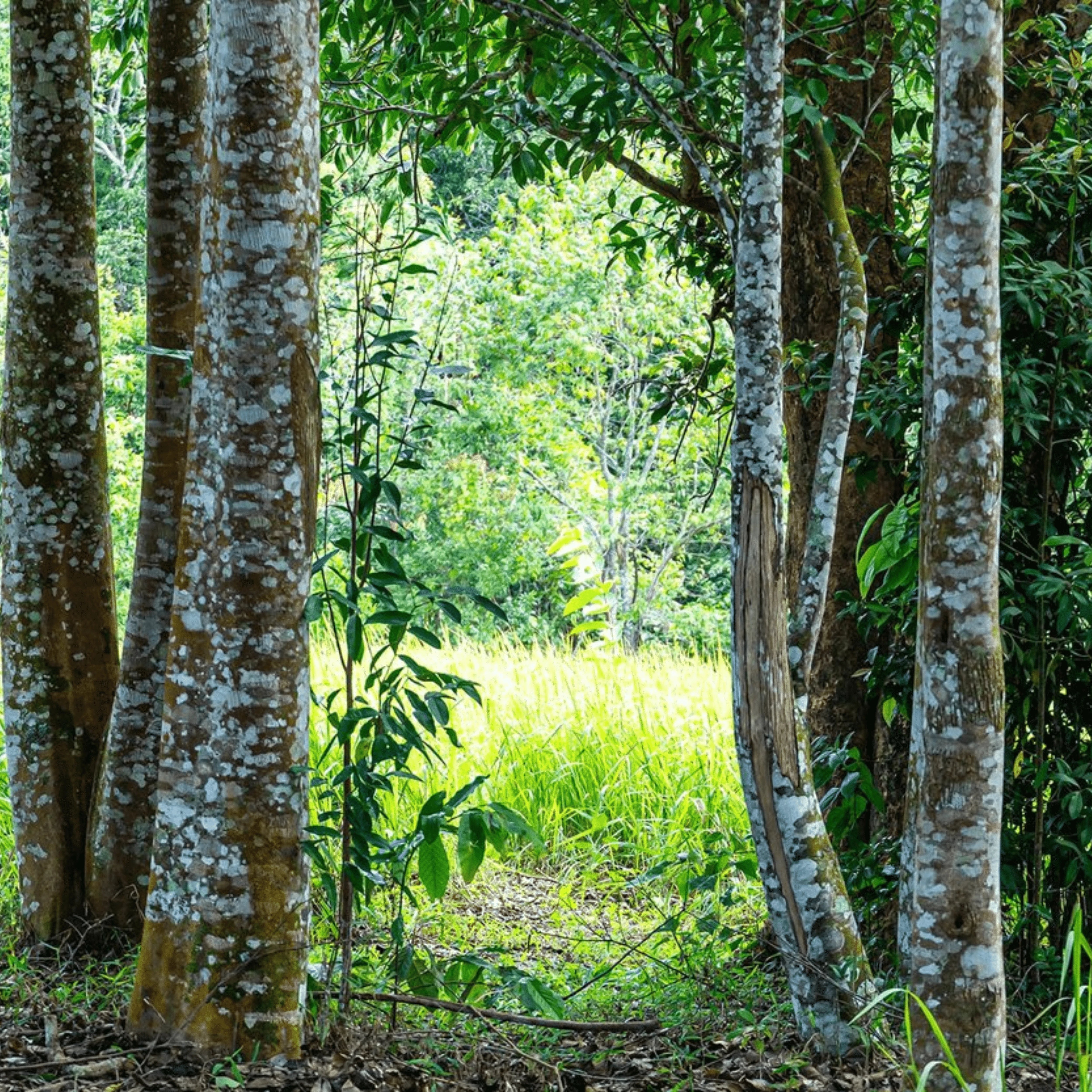 Bois de Oud Qmari : Trésor Ancestral