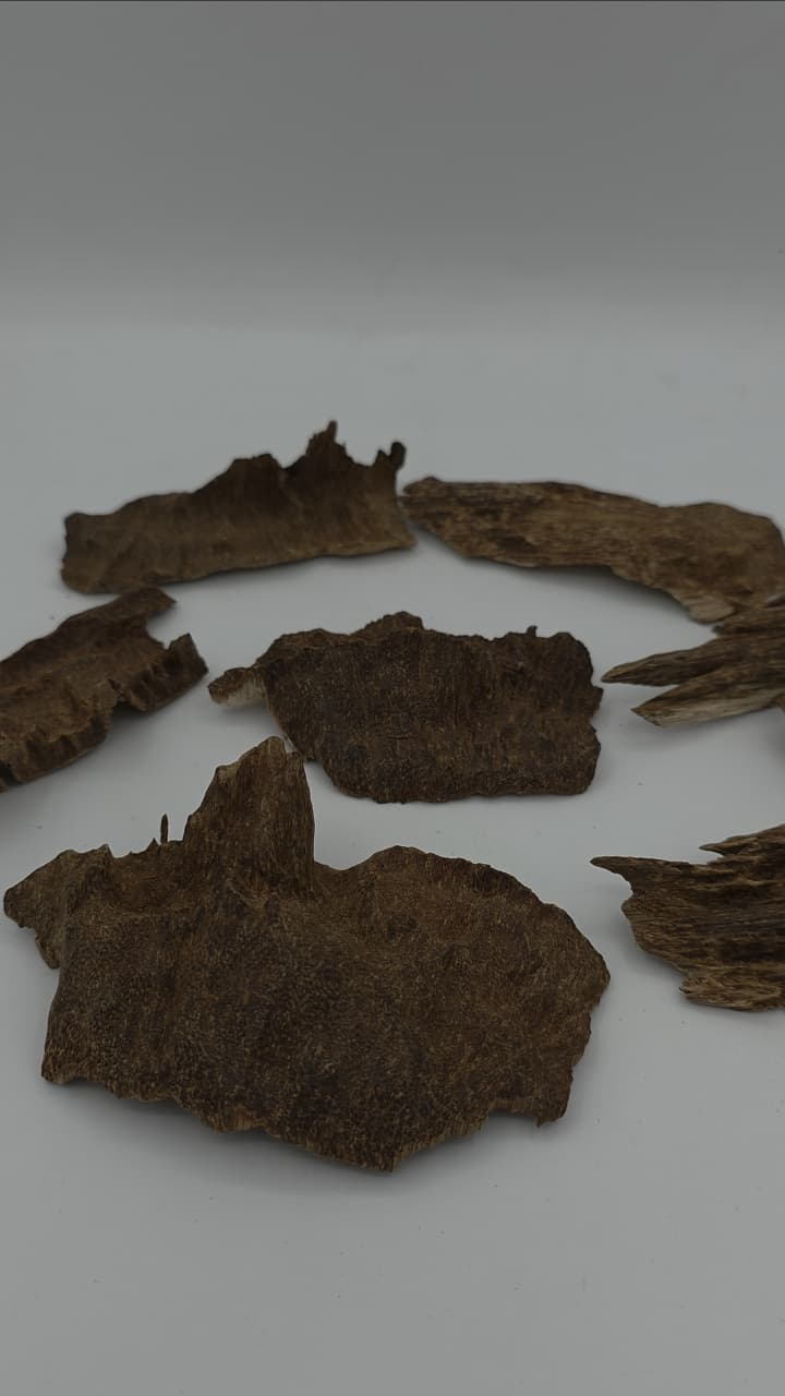 Royal Burmese Birmanie oud